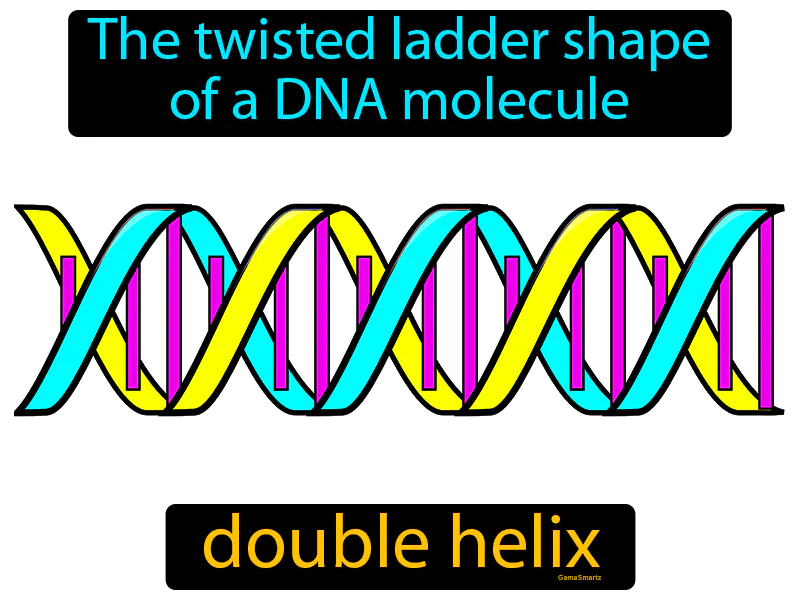 Double Helix Definition Double Helix Definition