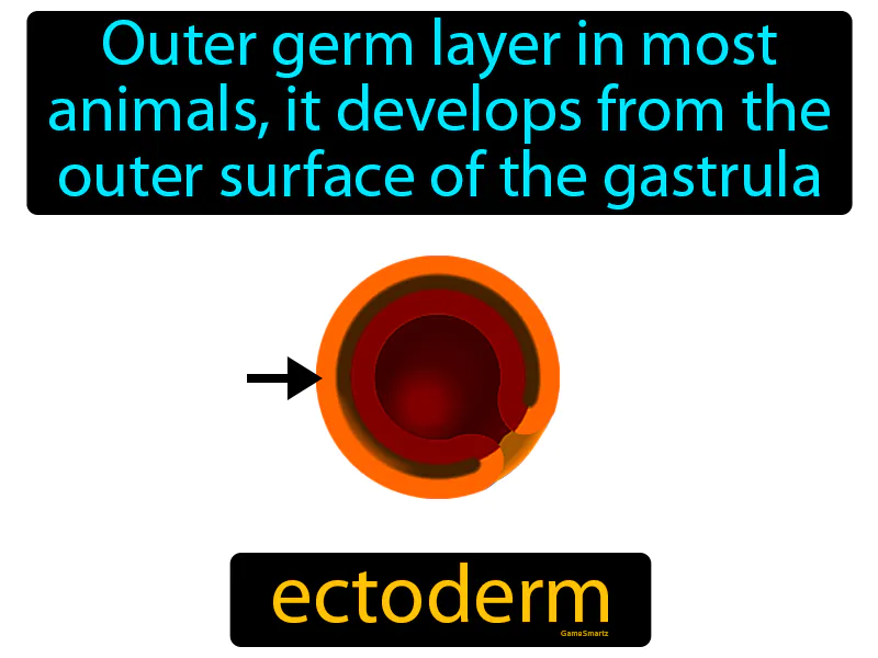 Ectoderm Definition Ectoderm Definition