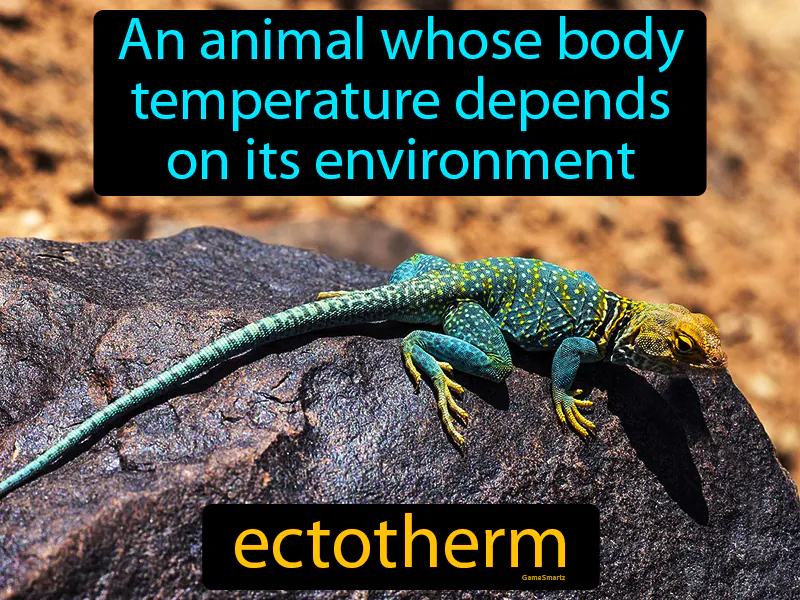 Ectotherm Definition Ectotherm Definition