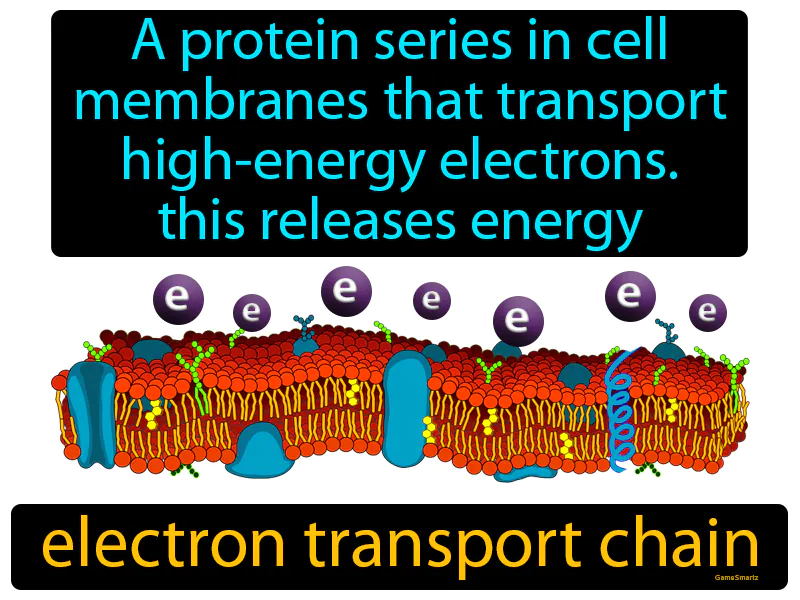 Electron Transport Chain Definition Electron Transport Chain Definition