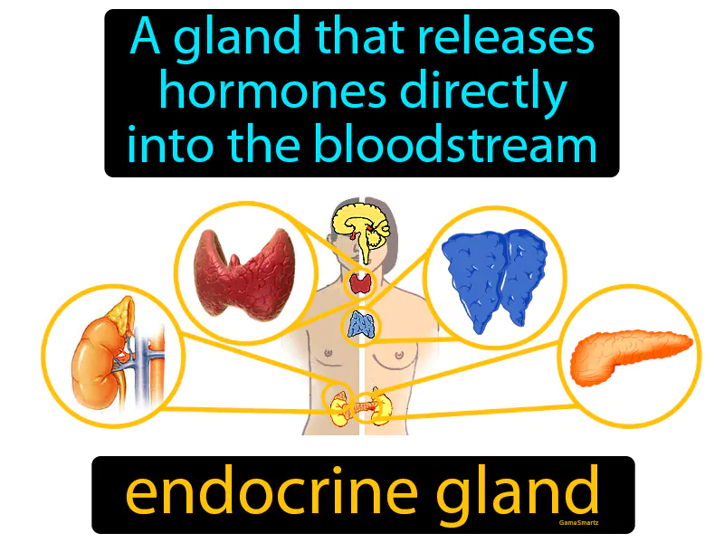 Endocrine Gland Definition Endocrine Gland Definition