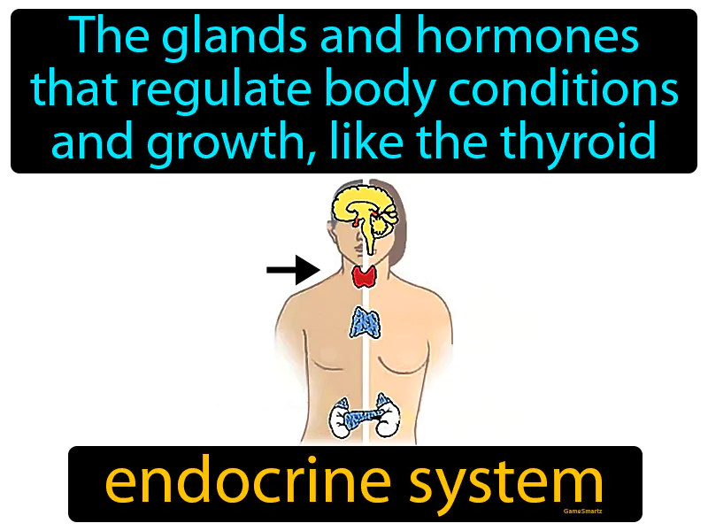 Endocrine System Definition Endocrine System Definition