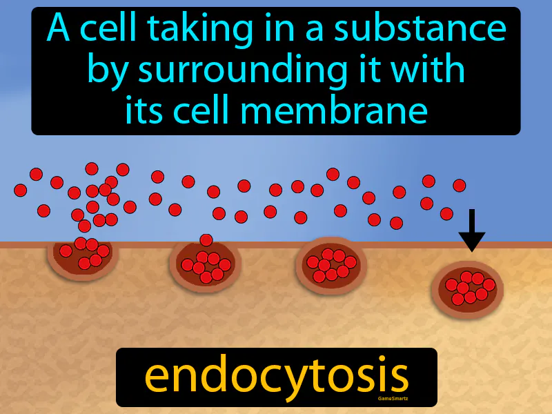 Endocytosis Definition Endocytosis Definition