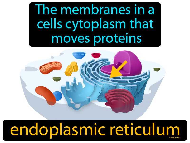Endoplasmic Reticulum Definition Endoplasmic Reticulum Definition