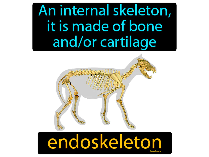 Endoskeleton Definition Endoskeleton Definition