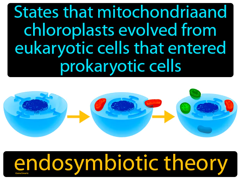 Endosymbiotic Theory Definition Endosymbiotic Theory Definition
