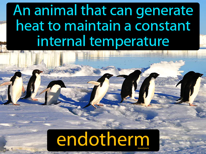 Endotherm Definition Endotherm Definition
