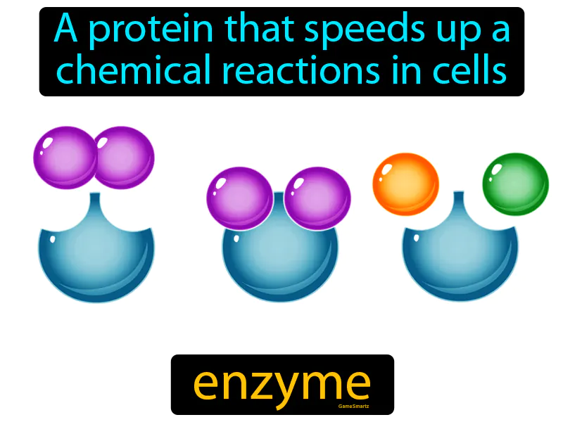 Enzyme Definition Enzyme Definition