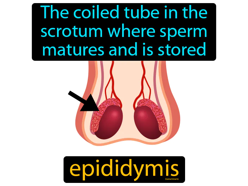 Epididymis Definition Epididymis Definition