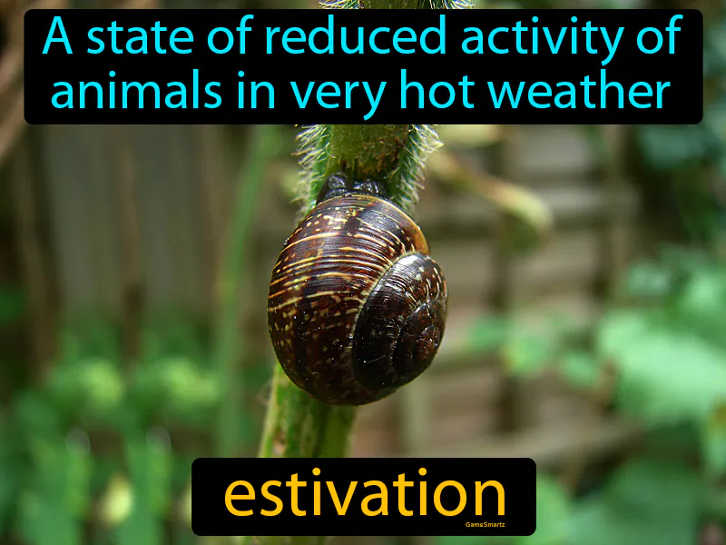 Estivation Definition Estivation Definition