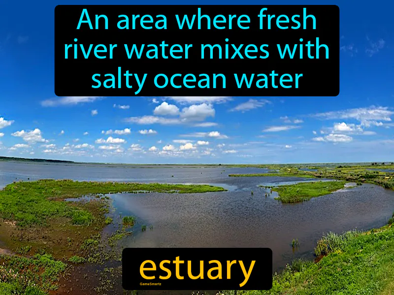 Estuary Definition Estuary Definition