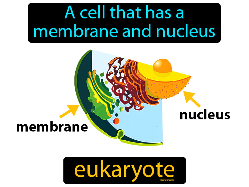 Eukaryote Definition Eukaryote Definition