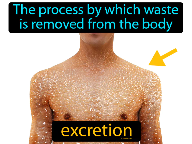 Excretion Definition Excretion Definition
