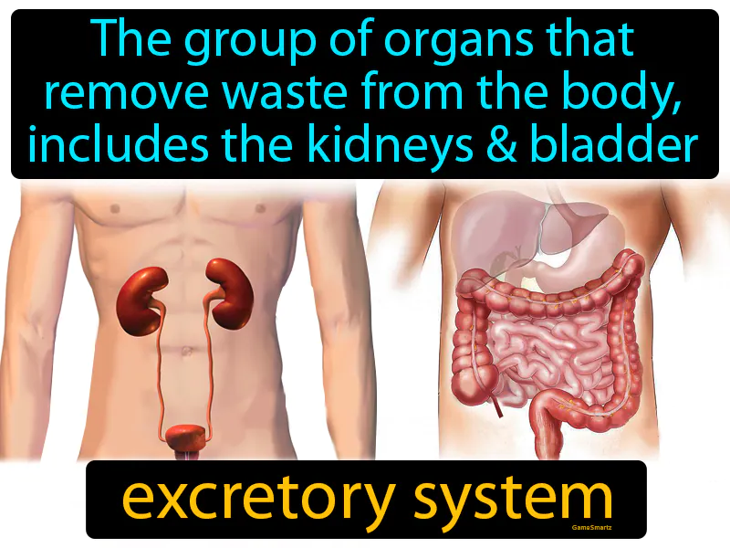 Excretory System Definition Excretory System Definition