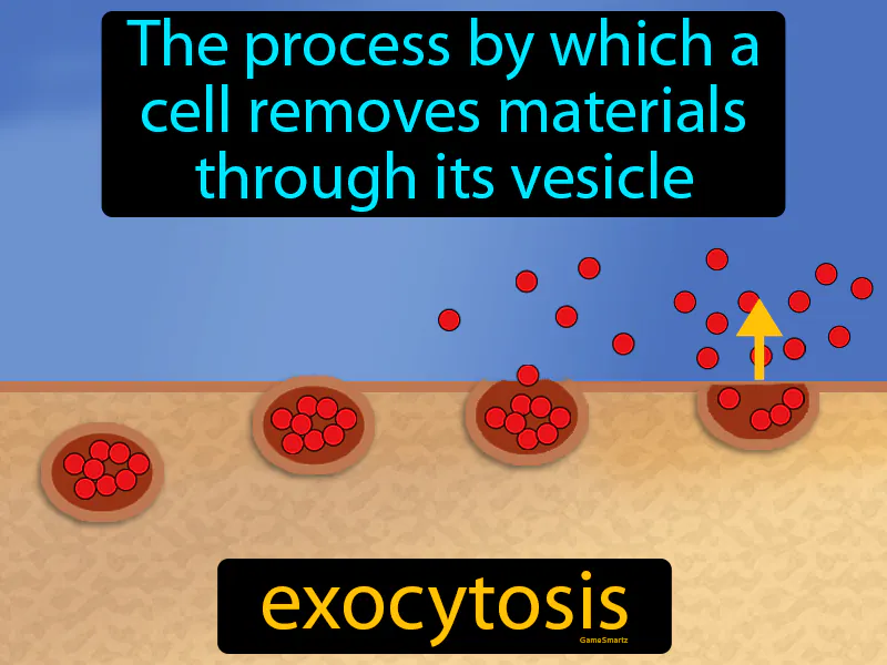 Exocytosis Definition Exocytosis Definition