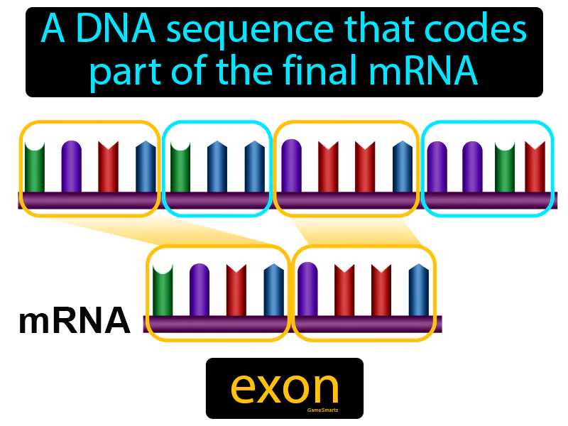 Exon Definition Exon Definition