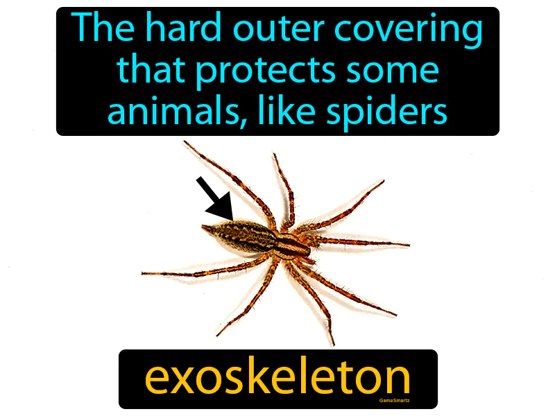 Exoskeleton Definition Exoskeleton Definition
