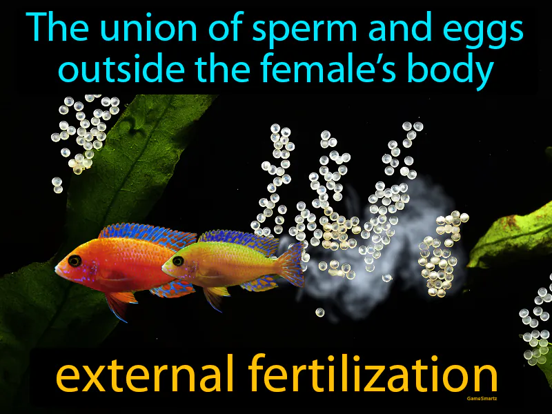 External Fertilization Definition External Fertilization Definition