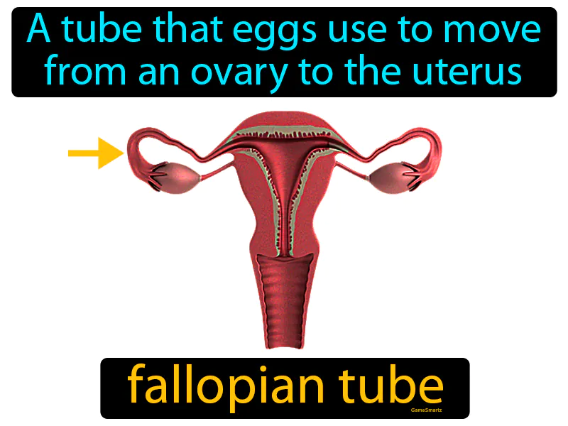 Fallopian Tube Definition Fallopian Tube Definition