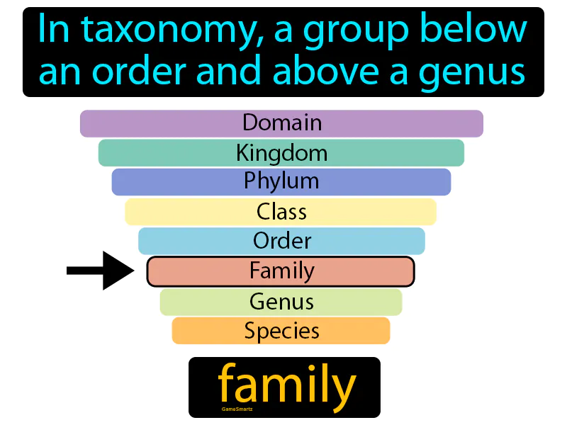 Family Definition Family Definition