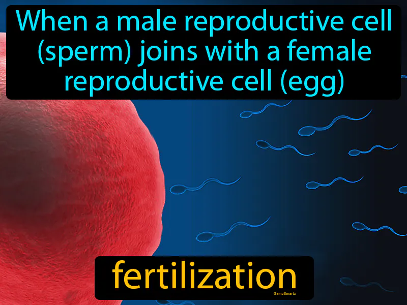 Fertilization Definition Fertilization Definition