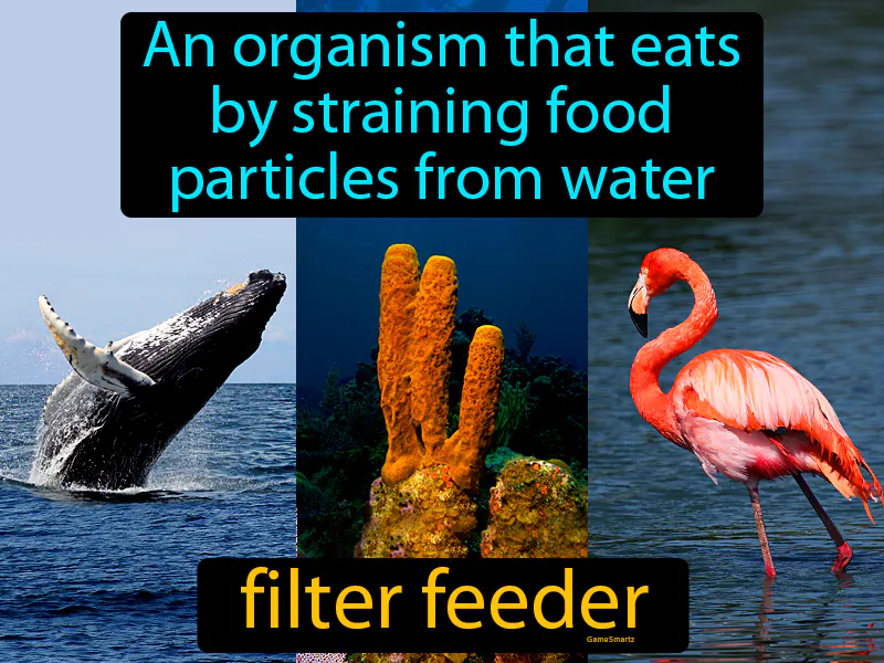Filter Feeder Definition Filter Feeder Definition