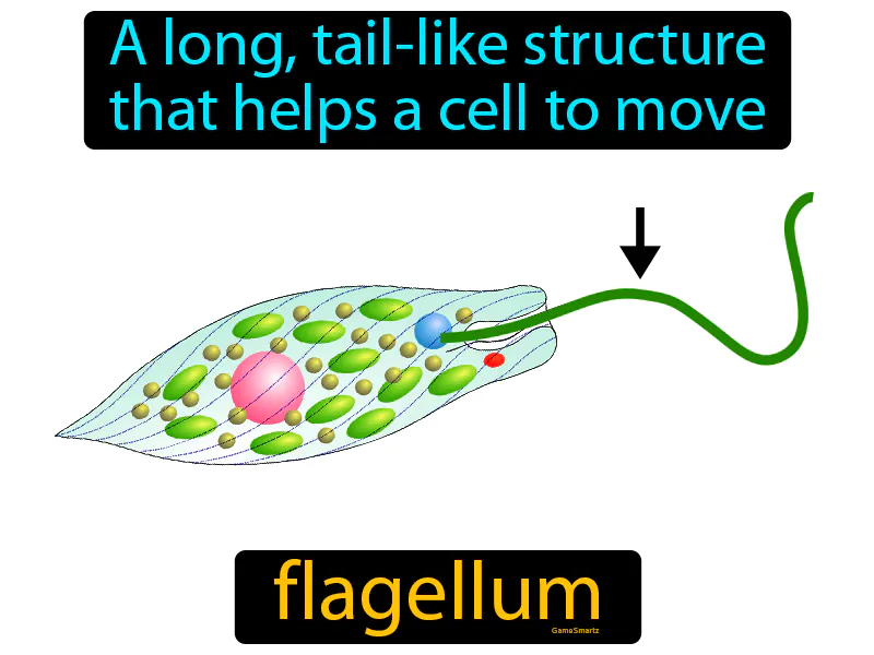 Flagellum Definition Flagellum Definition