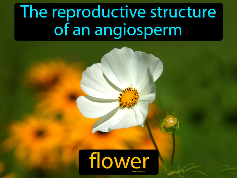 Flower Definition Flower Definition
