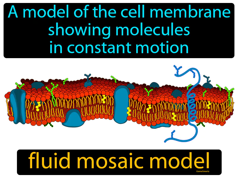 Fluid Mosaic Model Definition Fluid Mosaic Model Definition