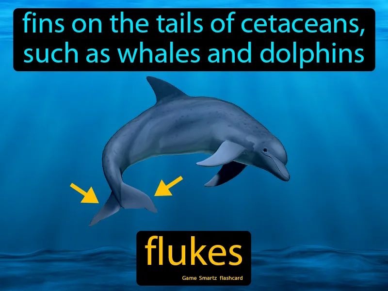 Flukes Definition Flukes Definition