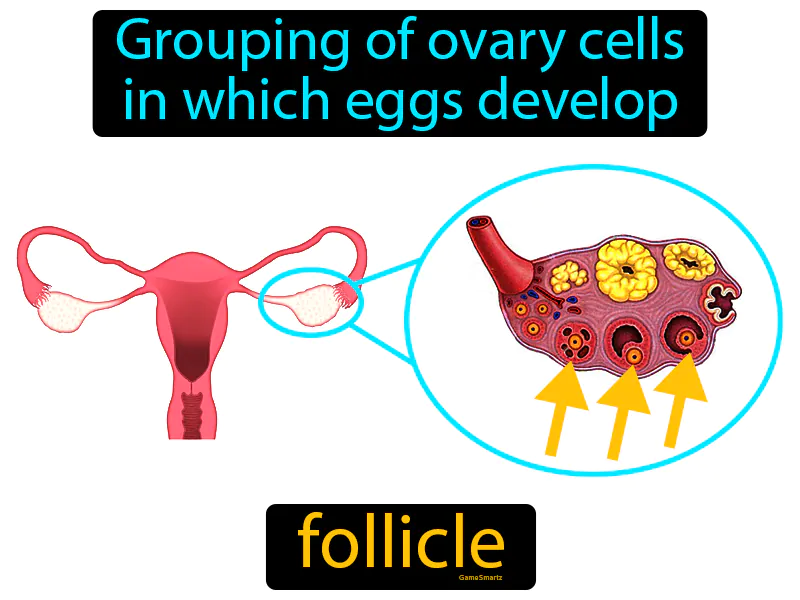 Follicle Definition Follicle Definition