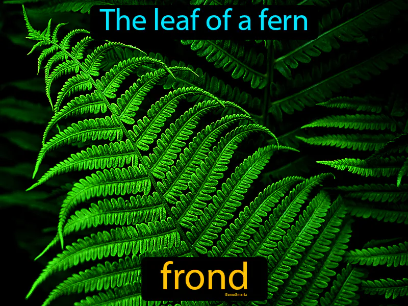 Frond Definition Frond Definition