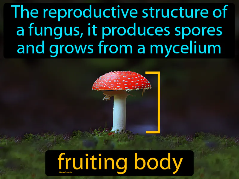 Fruiting Body Definition Fruiting Body Definition