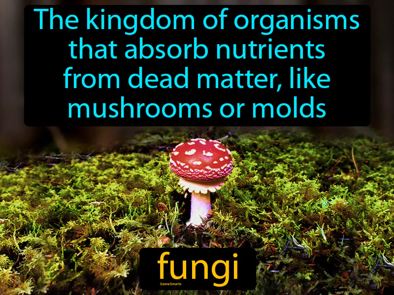 Fungi Definition Fungi Definition