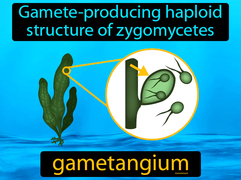 Gametangium Definition Gametangium Definition