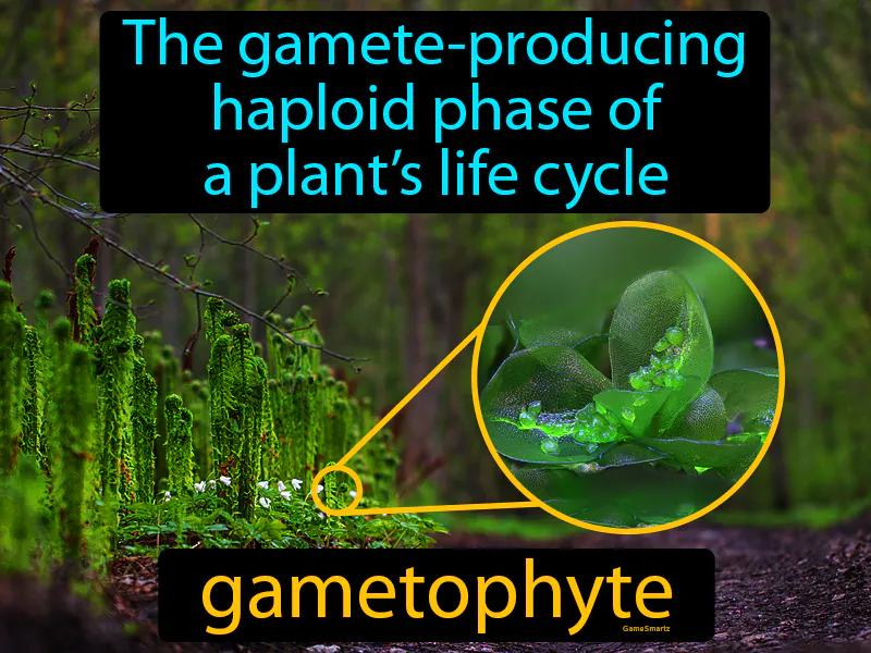 Gametophyte Definition Gametophyte Definition