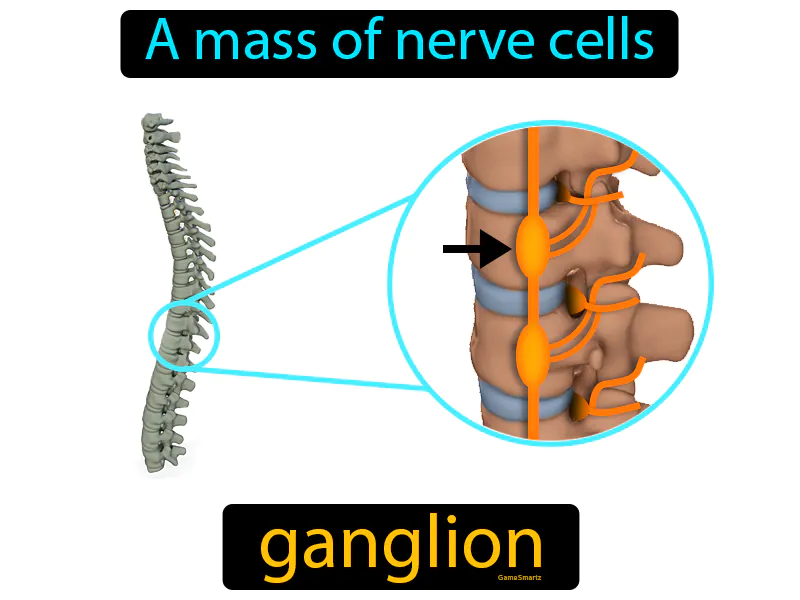 Ganglion Definition Ganglion Definition