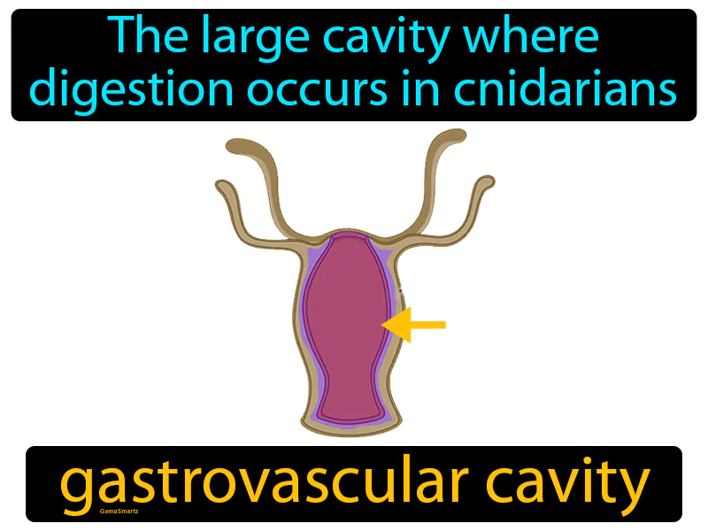 Gastrovascular Cavity Definition Gastrovascular Cavity Definition