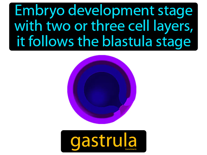 Gastrula Definition Gastrula Definition