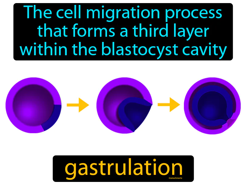 Gastrulation Definition Gastrulation Definition