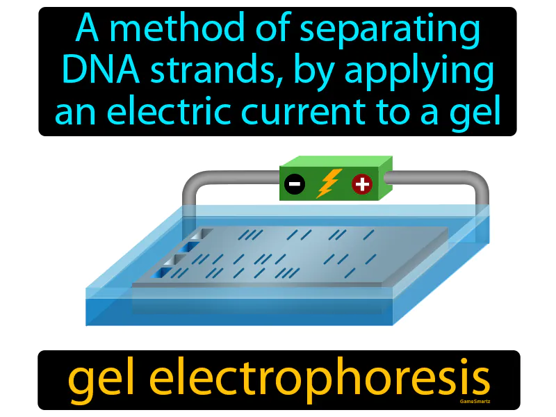 Gel Electrophoresis Definition Gel Electrophoresis Definition