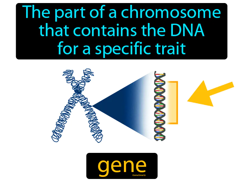 Gene Definition Gene Definition