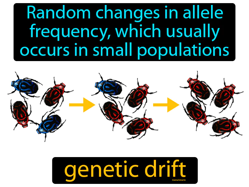 Genetic Drift Definition Genetic Drift Definition