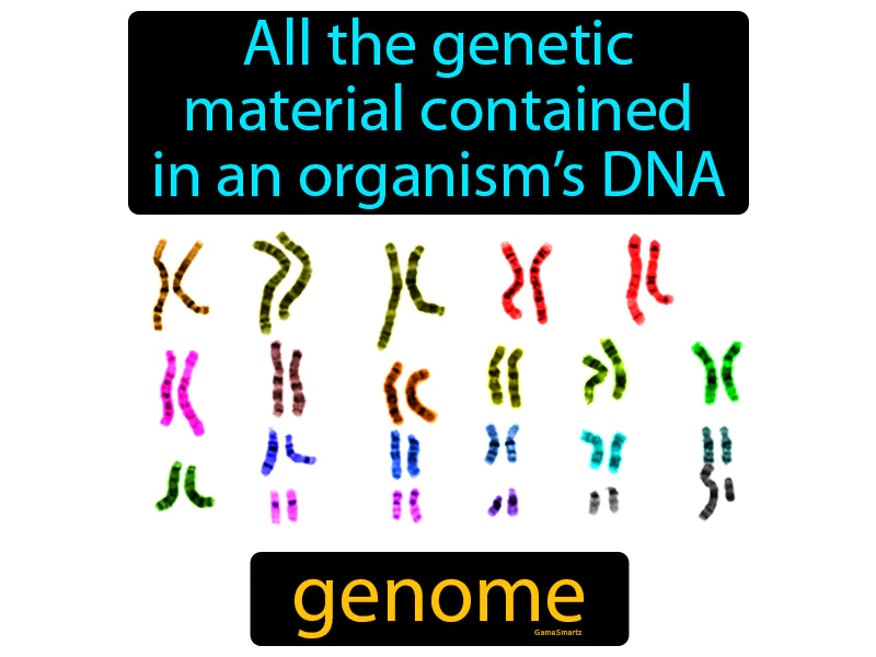 Genome Definition Genome Definition