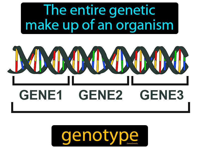Genotype Definition Genotype Definition
