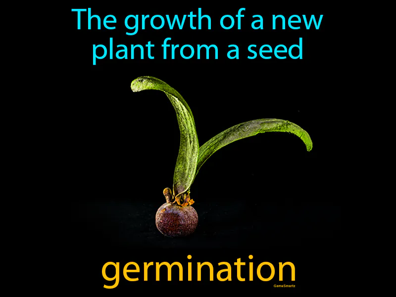 Germination Definition Germination Definition