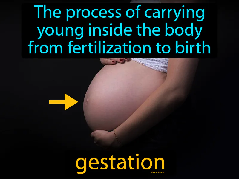 Gestation Definition Gestation Definition