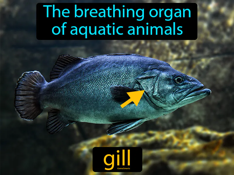 Gill Definition Gill Definition