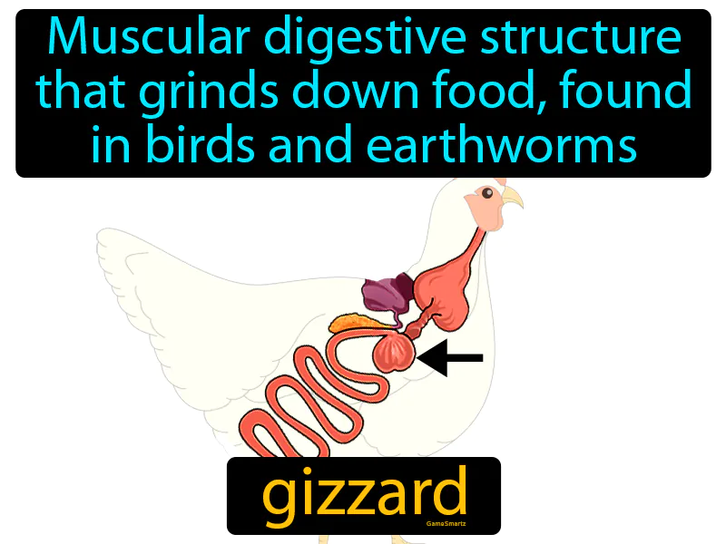 Gizzard Definition Gizzard Definition