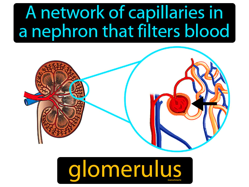 Glomerulus Definition Glomerulus Definition